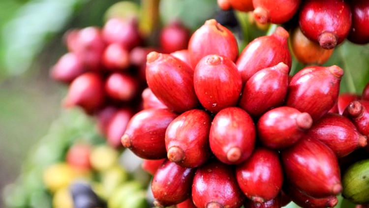 AGRICULTURA: Machadinho do Oeste recebe o 9º Dia Especial do Café com Leite e Floresta