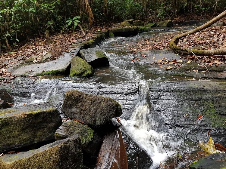 PARQUE GUAJARÁ-MIRIM: Procuradoria Ambiental derruba liminar que garantia posse de Invasores