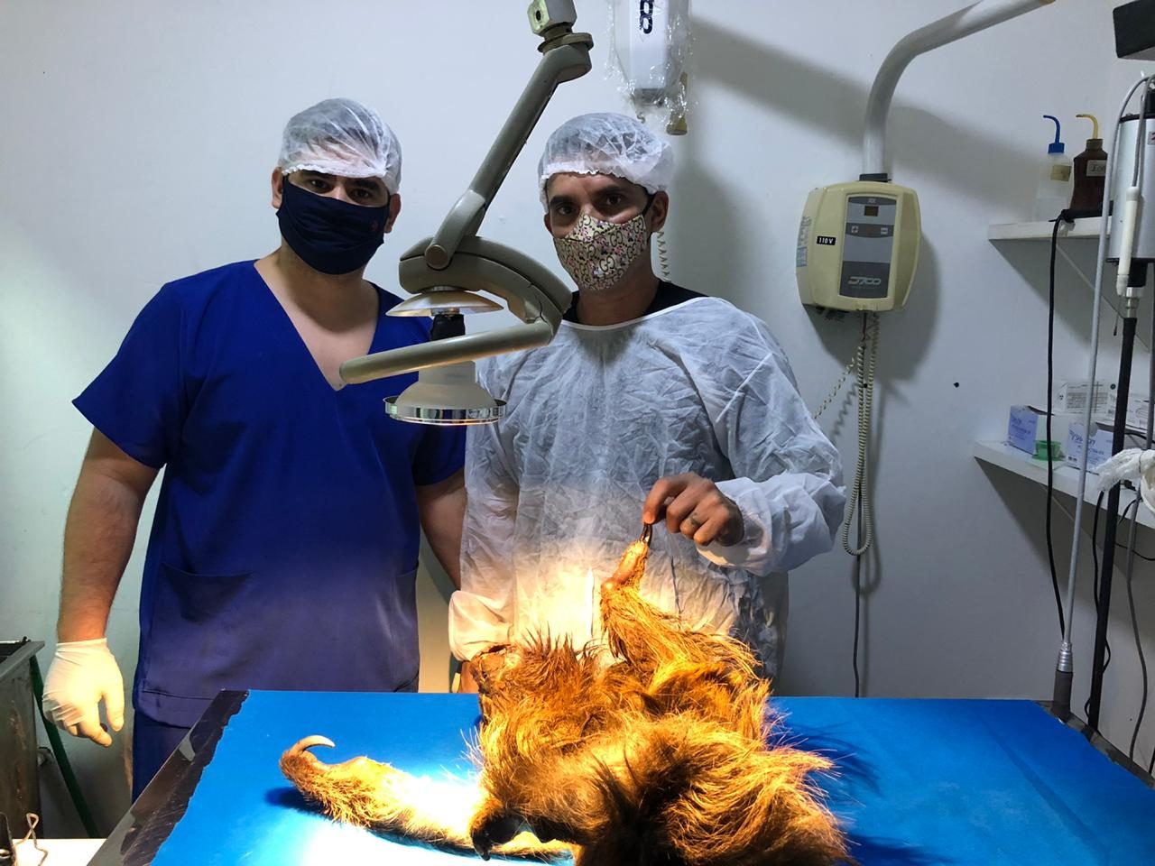 DIA DO VETERINÁRIO: Veterinários de Rondônia são destaque em trabalhos de proteção ambiental