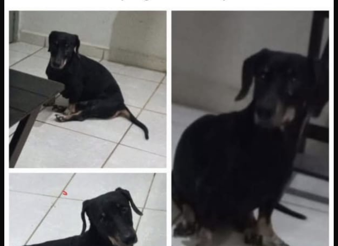SCOOB: Tutor procura por cachorro Basset desaparecido em PVH 