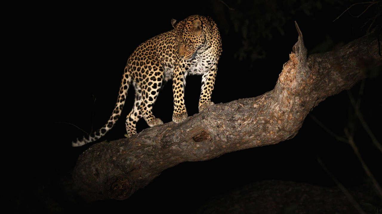 Leopardo devora criança de 3 anos em parque Natural