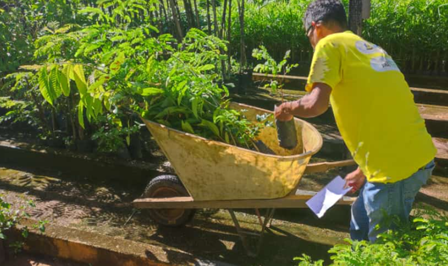 MEIO AMBIENTE: Prefeitura entrega mudas de árvores para munícipes cadastrados