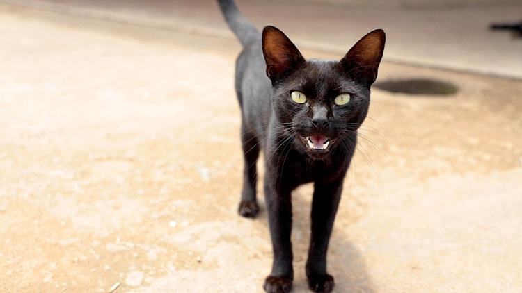 CÃES E GATOS: Vacinação Antirrábica deve imunizar mais de 40 mil animais