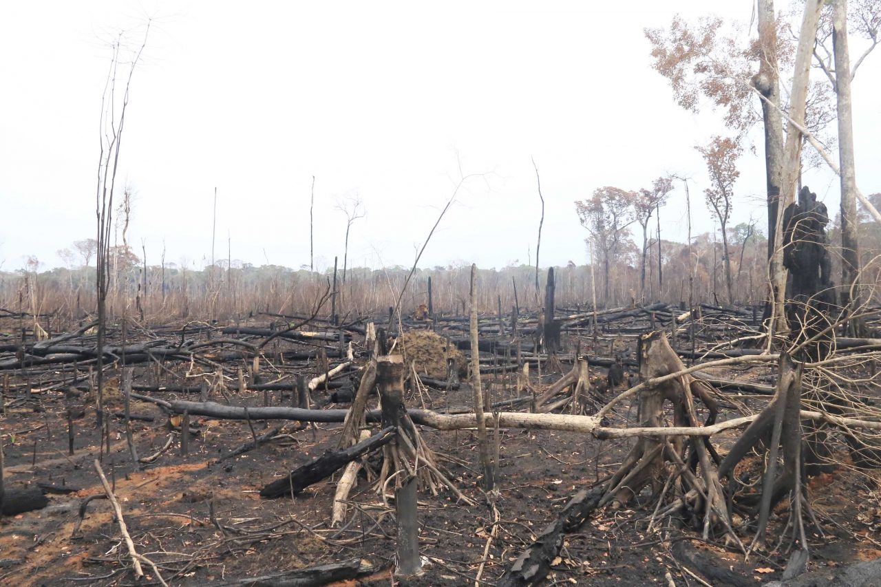 PGE E MP: Ações são movidas para responsabilizar invasores de reservas em Rondônia