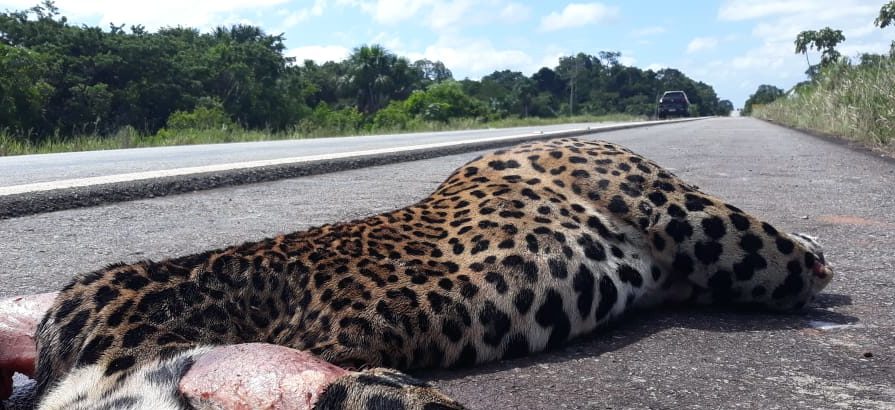 VÍTIMAS: Acidentes em estradas tiram a vida de milhões de animais por ano no Brasil