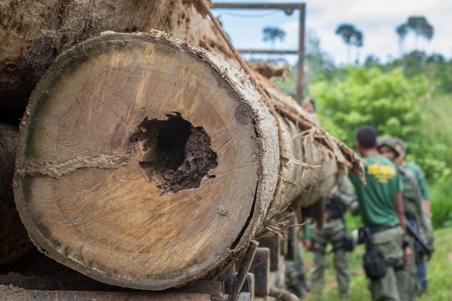 ENTENDA: Por que o desmatamento caiu 41,8% na Amazônia?