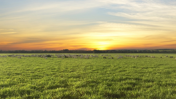 MEDIDA: Cadastro Rural será usado para apuração de área tributável