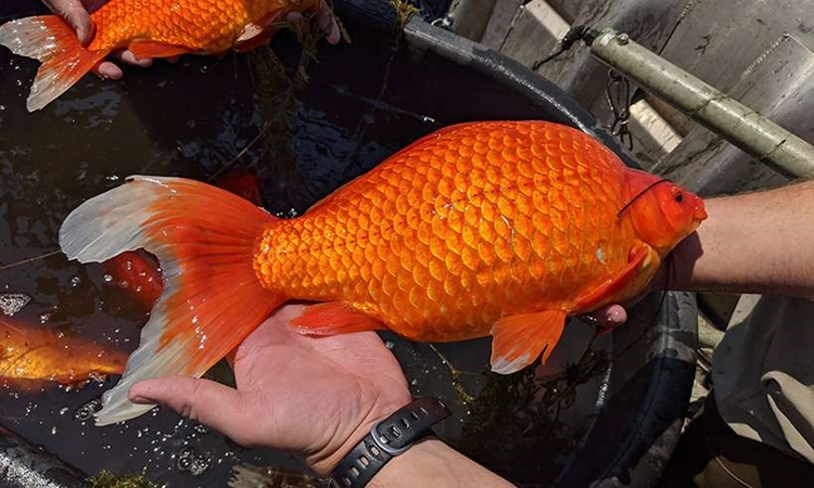 PERIGO: Peixes de aquário jogados em lagos crescem e ameaçam equilíbrio ambiental