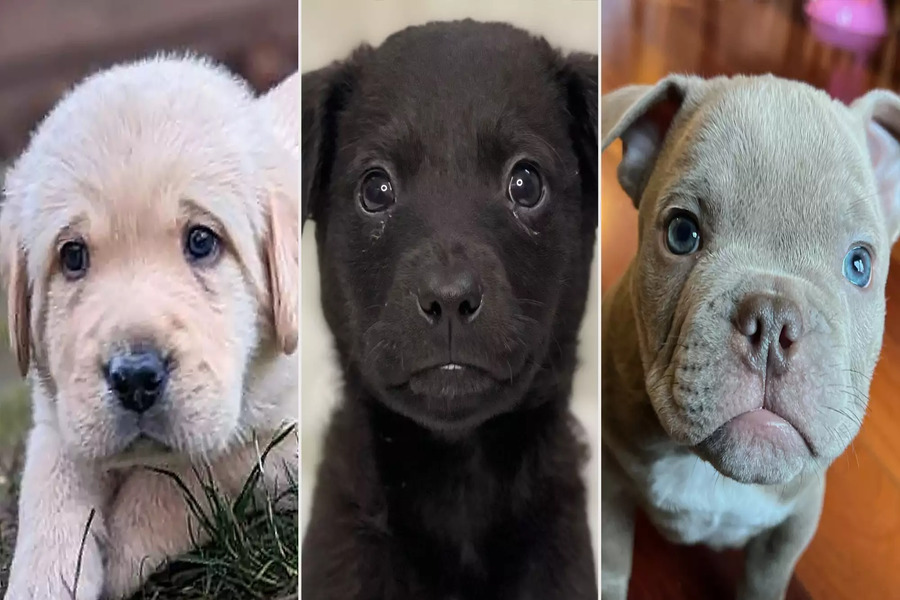 ADOÇÃO: Feira de pets acontece nesta quinta (25) na escola Murilo Braga