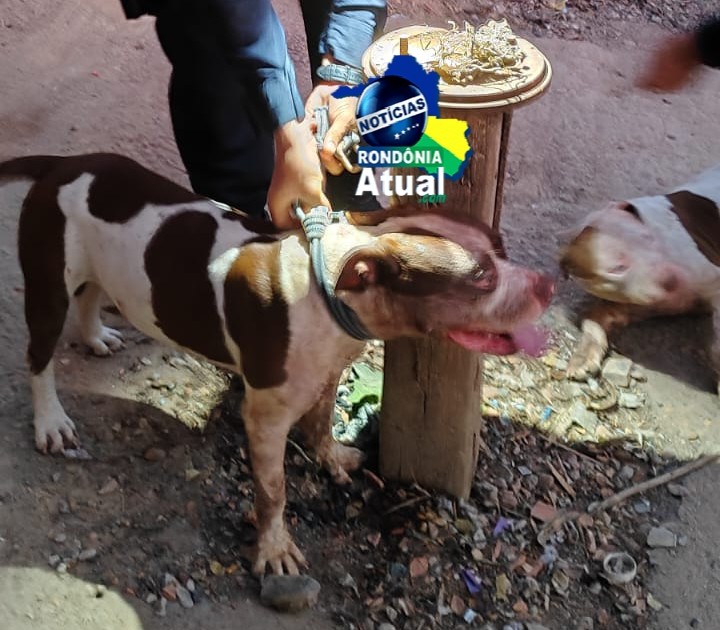 FEROZES: Pitbulls voltam atacar em Ji-Paraná e Polícia Militar é acionada 