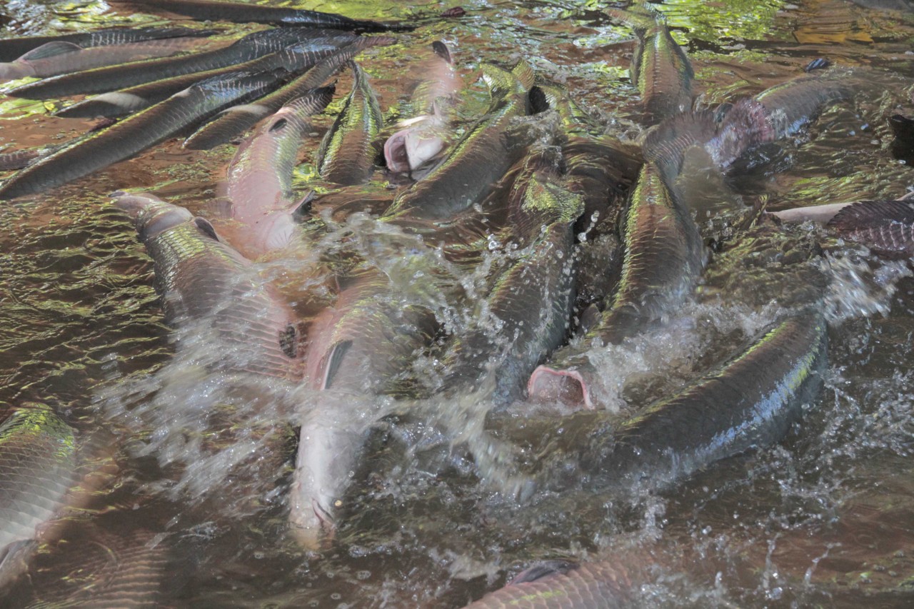 PERÍODO DO DEFESO: Pescadores profissionais podem pescar apenas para consumo familiar