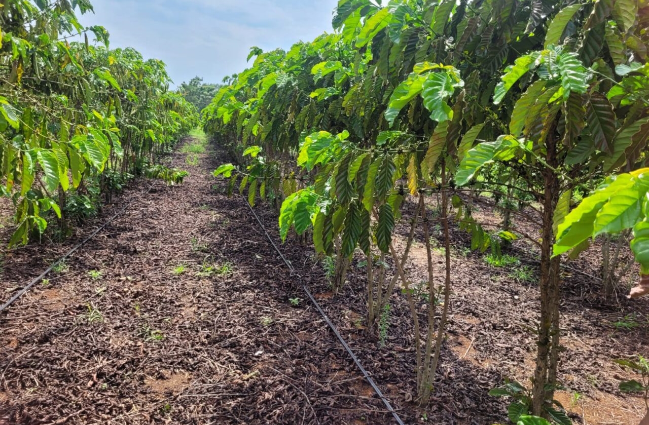 AGRICULTURA: Cone Sul de Rondônia prospera com produção de café