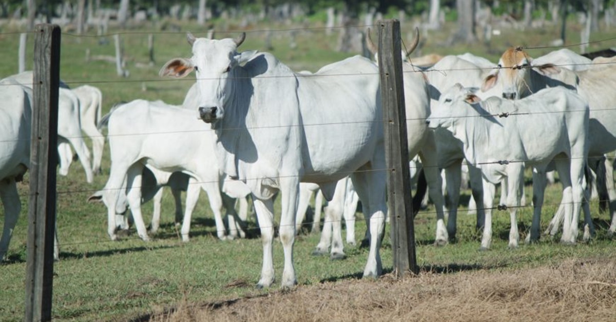 RONDÔNIA: Prazo para declaração de rebanho termina nesta sexta-feira (10)