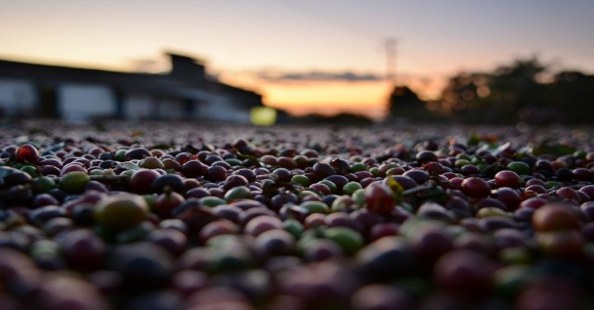 CRÉDITO BASA: Setor de cafeicultura de Rondônia recebeu R$ 7,58 milhões em contratações