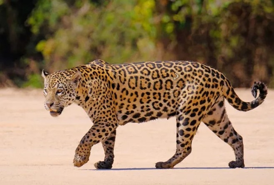 PANTANAL: Ataque de onça-pintada deixa trabalhador rural ferido