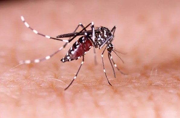 SAÚDE: Rondônia registra redução de 72% nos casos de dengue em 2025