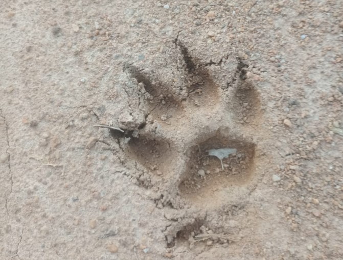 ONÇA OU TAMANDUÁ?: Comunidade Terra Santa se apavora com a presença de grande animal silvestre