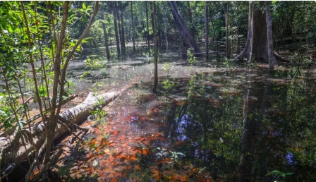 DESCOBERTA: Dinossauros viveram na Amazônia, descobrem pesquisadores de Roraima