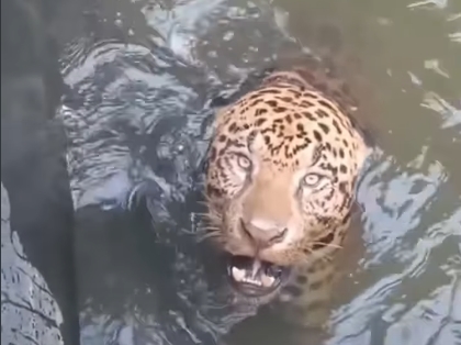 ANGÚSTIA: Bombeiros resgatam onça que ficou presa em canal de usina