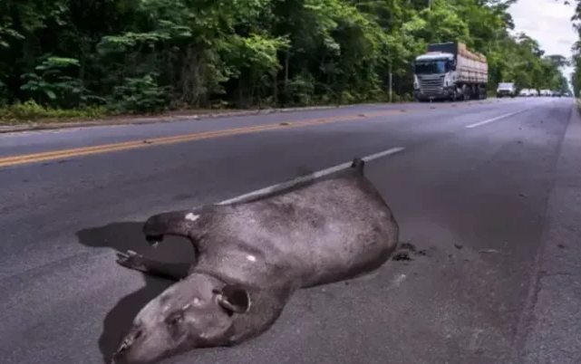 MATO GROSSO: Vereadores de Cabixi escapam ilesos após carro oficial atropelar anta em rodovia
