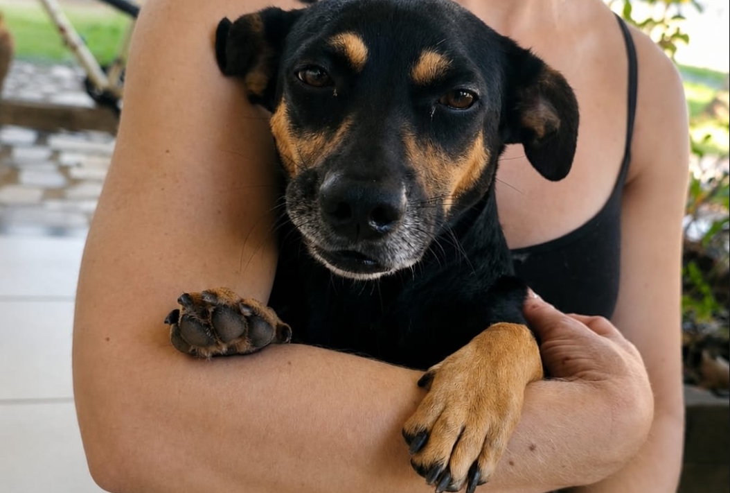 É SEU?: Cachorro é encontrado no bairro Eletronorte em PVH