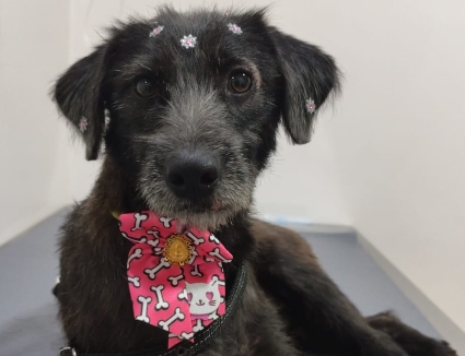 PROCURA-SE: Cadela em tratamento desaparece na zona sul de Porto Velho