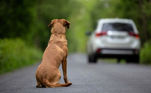 MAUS-TRATOS: Abandonar animais pode fazer motorista perder a CNH em breve