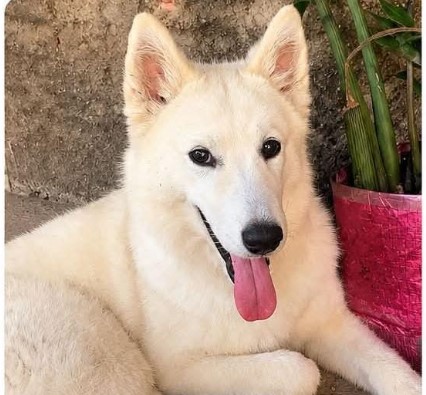 RECOMPENSA: Tutor procura por cachorrinha que fugiu no bairro Cohab
