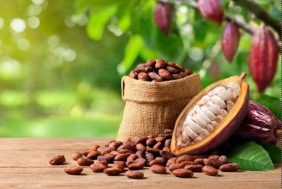 COMO CONSUMIR: Os 7 benefícios do cacau para a saúde