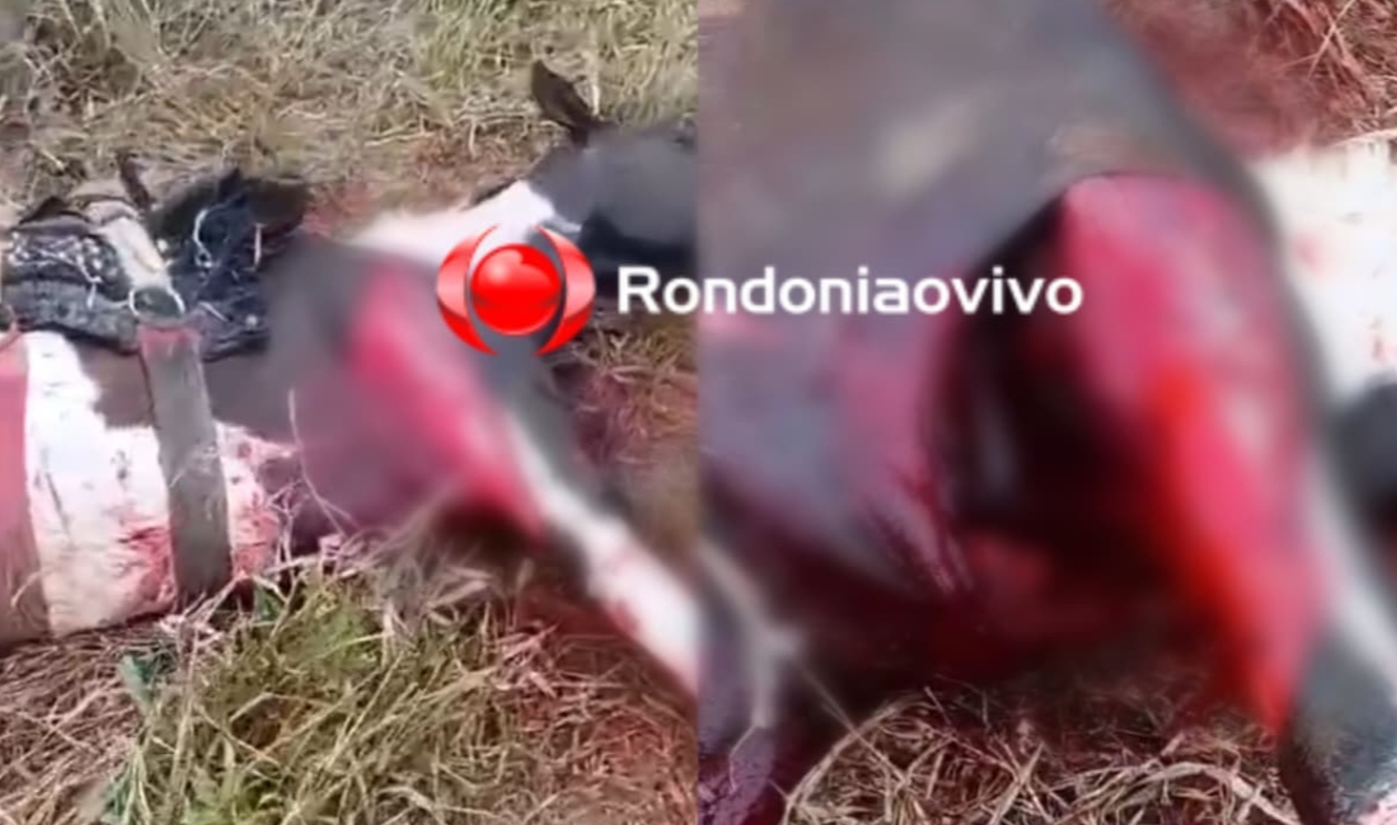 VÍDEO: Caseiro pode não ter sido atacado por onça, dizem especialistas