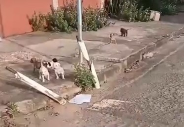 ABANDONO: Filhotes são abandonados e deixados à própria sorte em PVH 