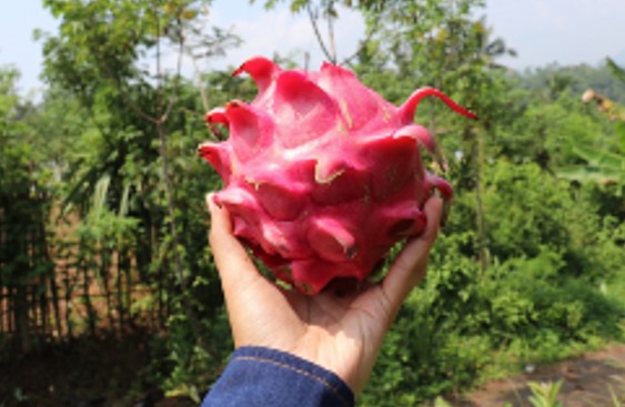 ECONOMIA DOMÉSTICA: Já pensou em plantar pitaya em casa?