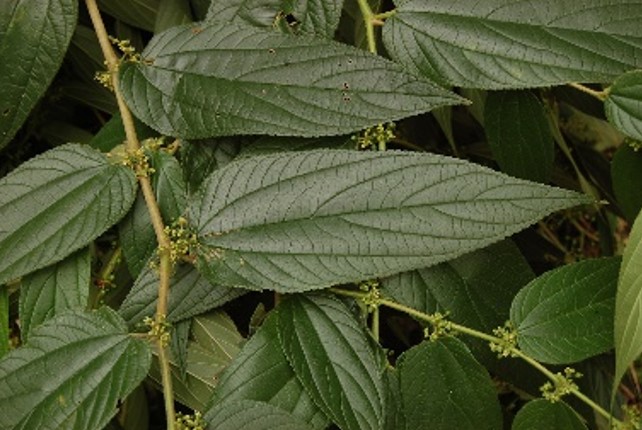 MEDICINAL: Cientistas encontram canabidiol em planta vista como mato