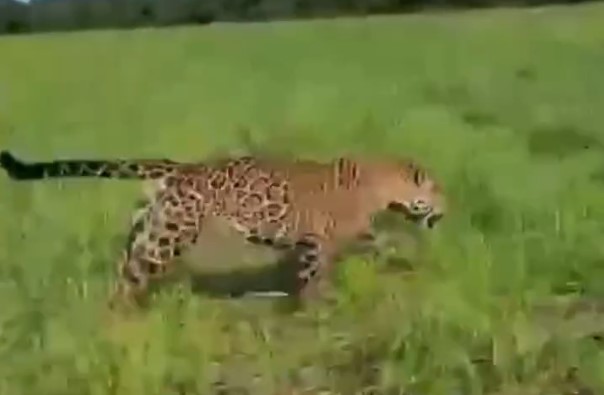 VÍDEO: Onça-Pintada corre ao lado de carro em fazenda