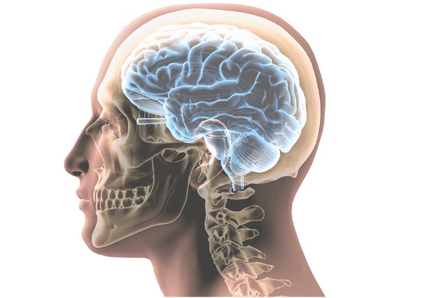 POR QUE? Cérebro humano está fisicamente diminuindo