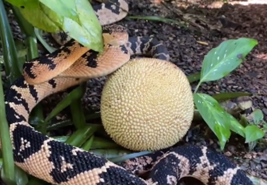 SERPENTES: Saiba porque a surucucu-pico-de-jaca tem esse nome