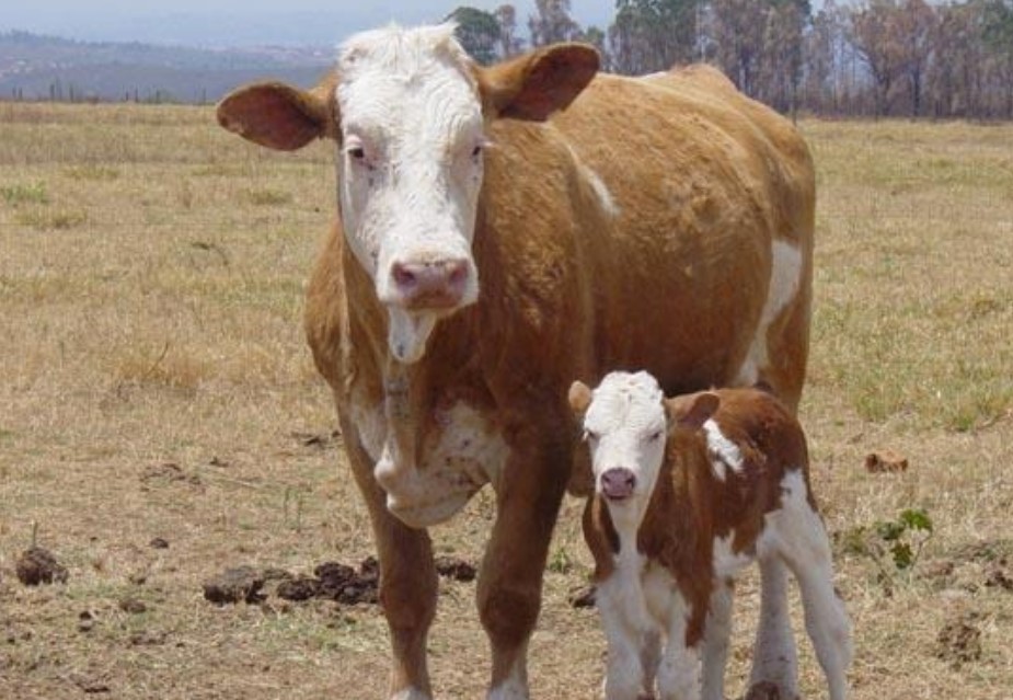TECNOLOGIA: Ji-Paraná sedia workshop internacional sobre clonagem e embriologia animal