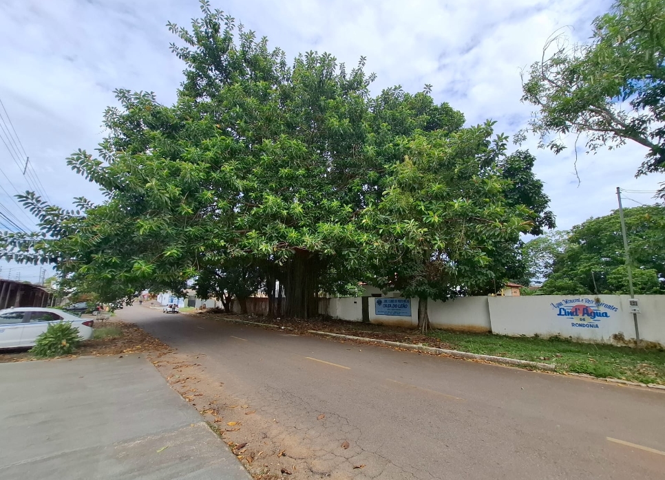 FIM DA SOMBRA: Maçonaria pede retirada de árvore histórica e caso gera debate na capital