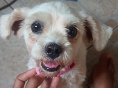 É SUA?: Internauta encontra cadela perdida na zona leste da capital