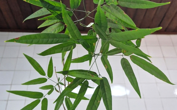 ANTIBIÓTICO NATURAL: Pesquisadores usam extrato de planta amazônica para frear infecção em peixes