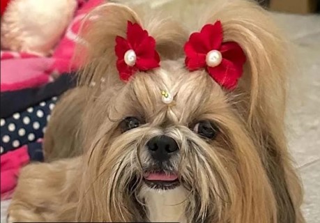 MEL: Shih-tzu desaparece na zona leste de Porto Velho