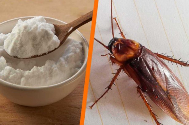 FAÇA CORRETAMENTE: Como se livrar de baratas com bicarbonato de sódio