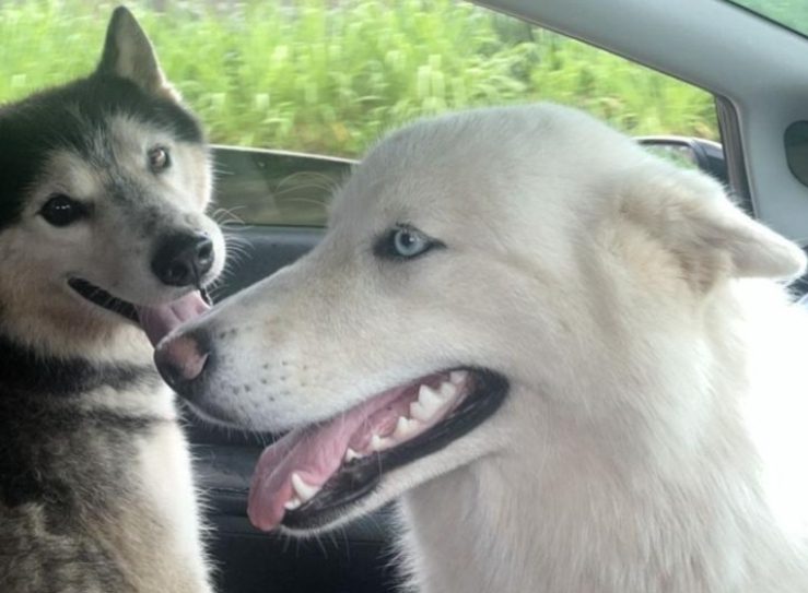 DESAPARECIDOS: Casal de cachorros desaparece na zona Sul e tutor pede ajuda