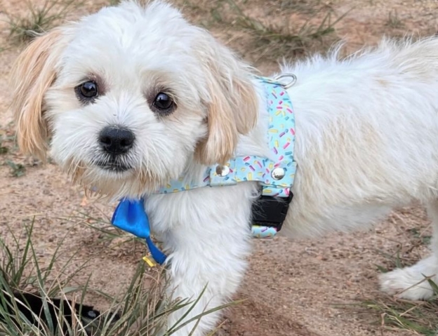 PIPOCA: Tutores oferecem recompensa para quem encontrar cadela desaparecida