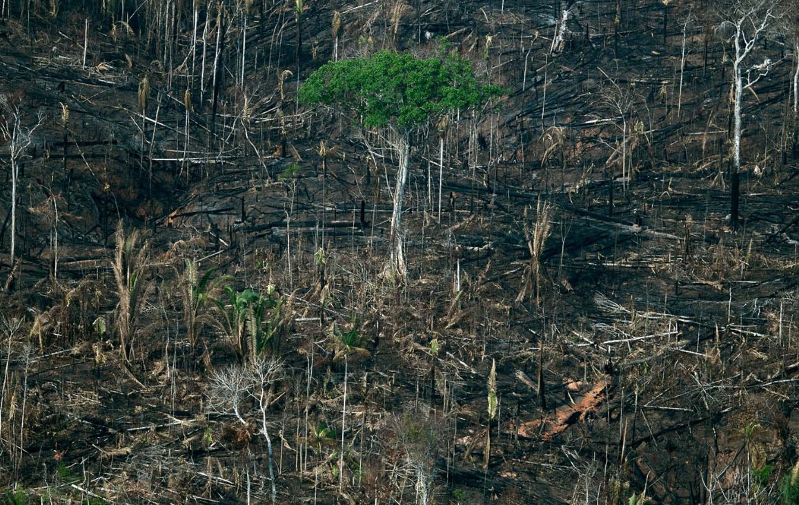 DESMATAMENTO: Invasores podem dizimar povo Karipuna em Rondônia