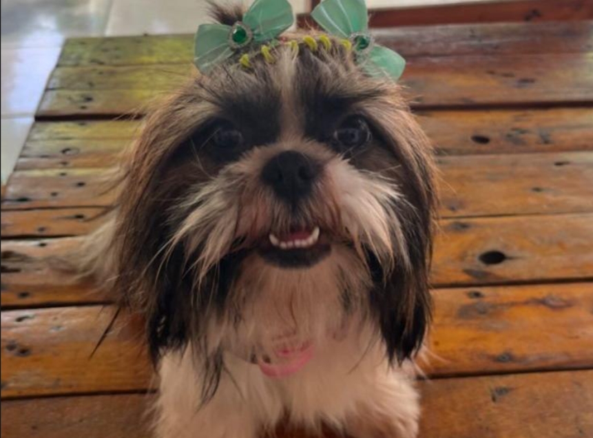 VOCÊ VIU?: Família procura shih-tzu desaparecida em Porto Velho
