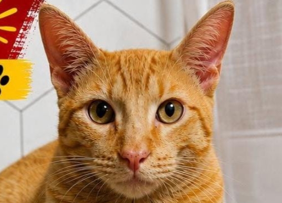 VOCÊ VIU? Família procura gato desaparecido no bairro Tiradentes