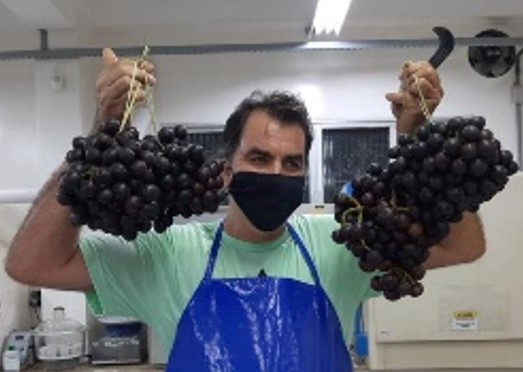MAPATI: A uva amazônica que pode virar vinho e geleia