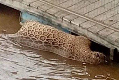 VÍDEO: Onça-pintada é encontrada com sinais de tiros e presas arrancadas no Rio Guaporé