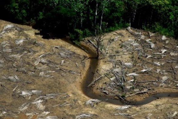 IMPACTO: Mudanças climáticas ameaçam 90% das espécies brasileiras 